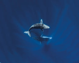 illustration of whales in water